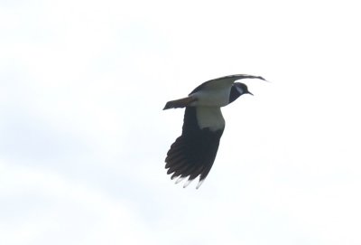 Lapwing on the wing.