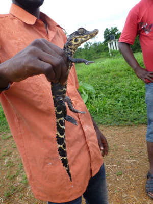 Juvenile Liberian African Dwarf crocodile