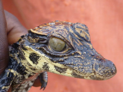 Liberian juvenile dwarf crocodile - even little dragons hate to be held.