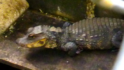Liberian Dwarf Crocodile - the smallest Dragons of Eden