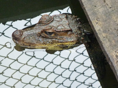 Liberian Dwarf Crocodile - the smallest Dragons of Eden - dreams of freedom