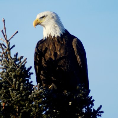 Backyard Eagles