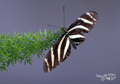 042-copy.jpg