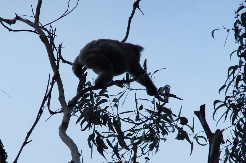 Koalas