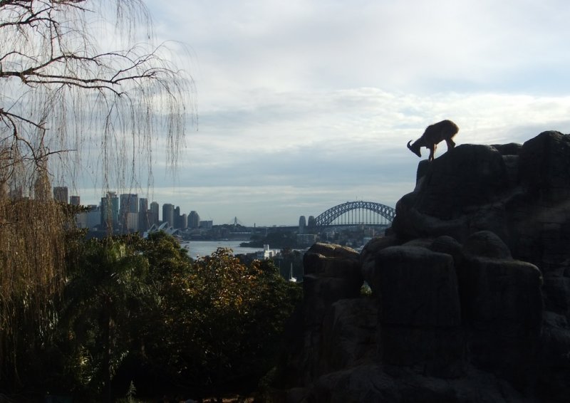 Goat over Sydney