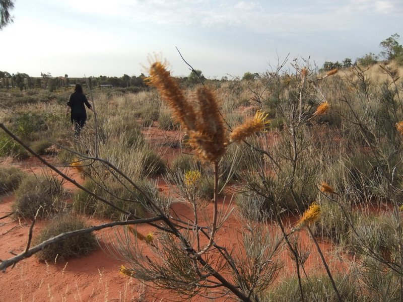 Desert wilderness