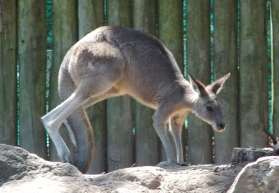 Roo!
