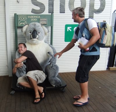 A comfortable koala