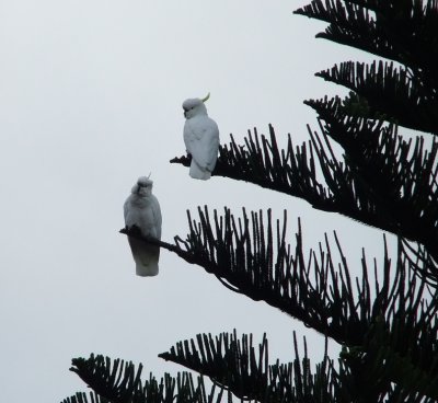 Apollo Bay - Cockatiels