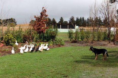 Sam herding geese/ducks