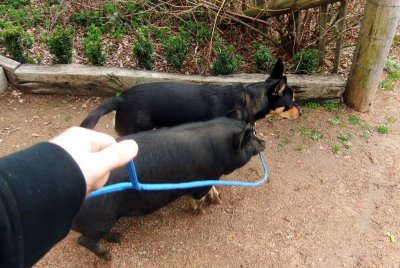 Dog and pig walking