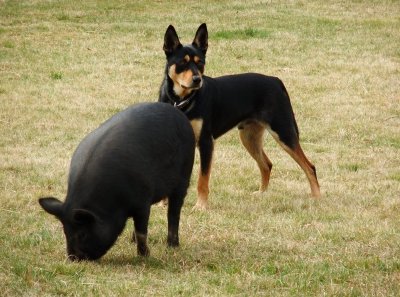 Dog & pig in yard