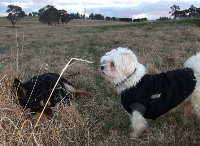 Dog bone chewing