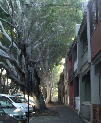 Streets of Surry Hills
