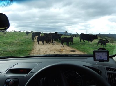Car meets cow herd