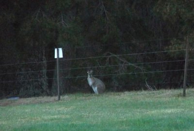 That is what it looks like - a wallaby.  I also hit one with my car on this trip but it got away okay.