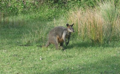 Pebbly Beach - Wallaby!