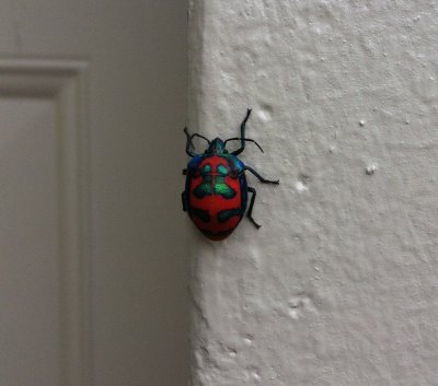 A beetle near my apartment