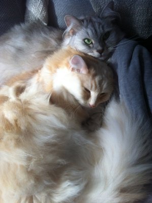 Our cats, Will and Tallulah