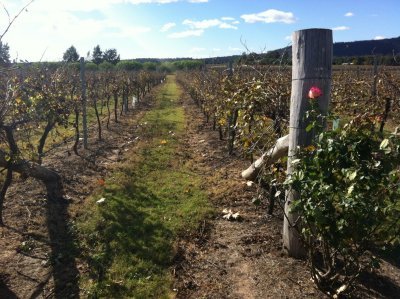 Margan Vineyards in the Hunter Valley