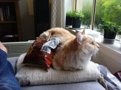 Our cat, William, holder of chips
