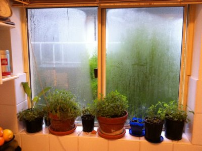 Kitchen window plant collection