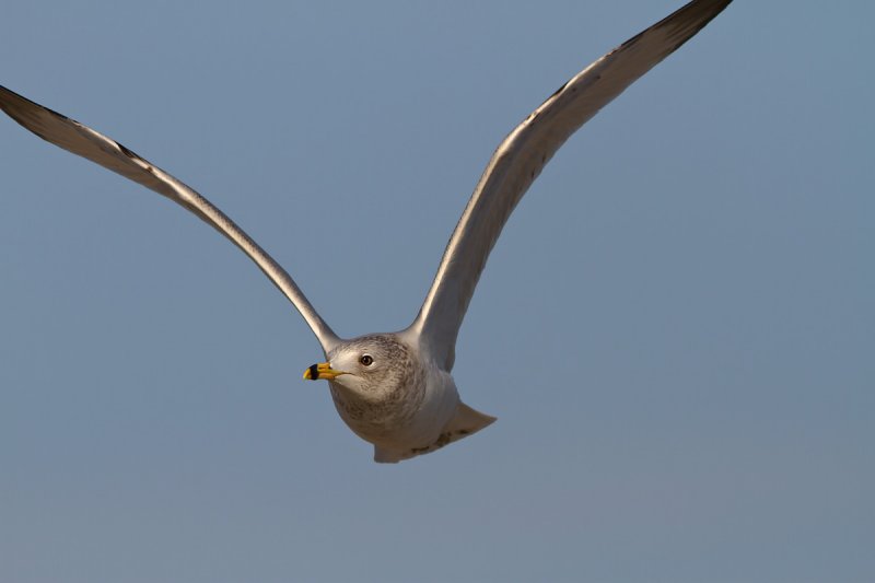 Soaring Gull