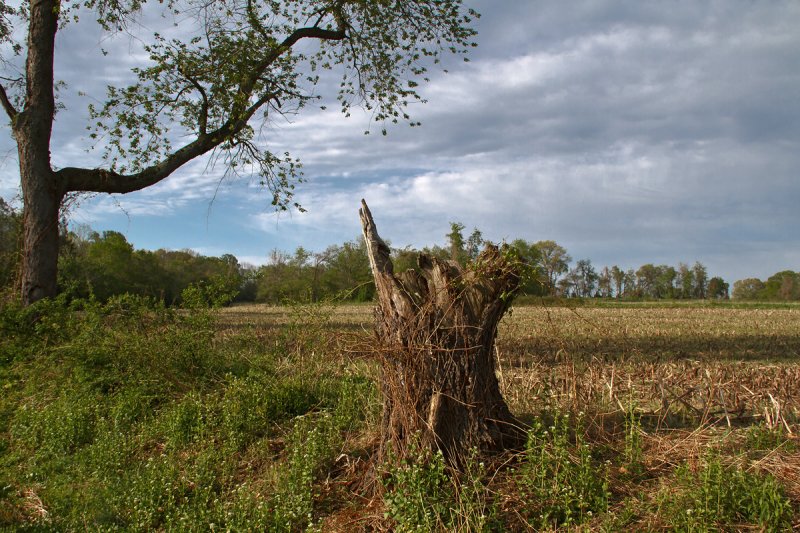 Tyler State Park