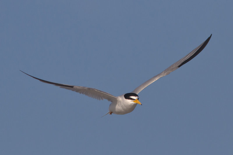 Least Tern in Flight