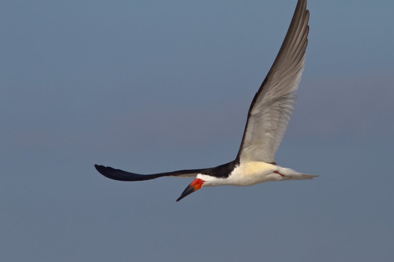 Black Skimmer in Flight