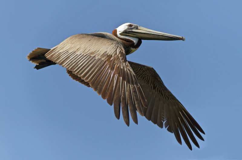 Flying Pelican