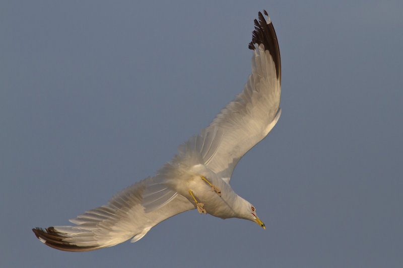 Flying Gull