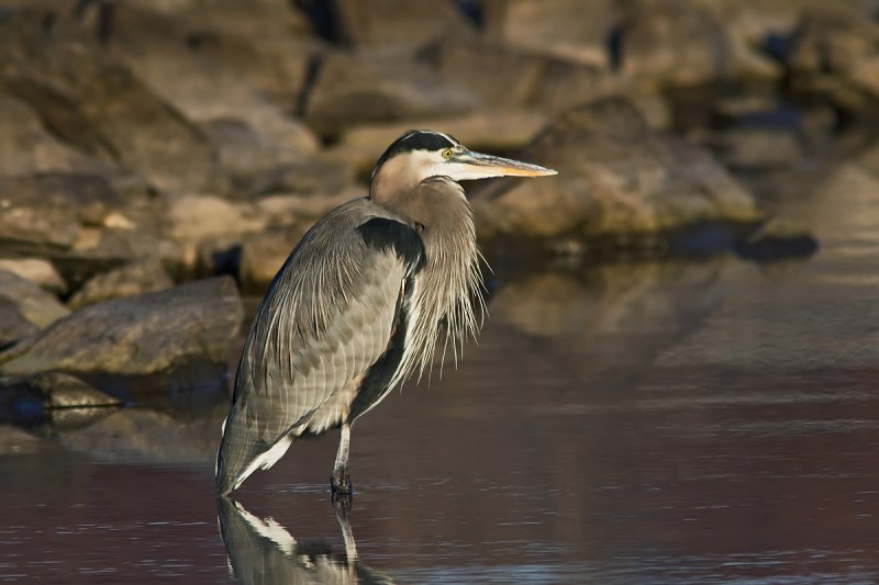 Great Blue Heron