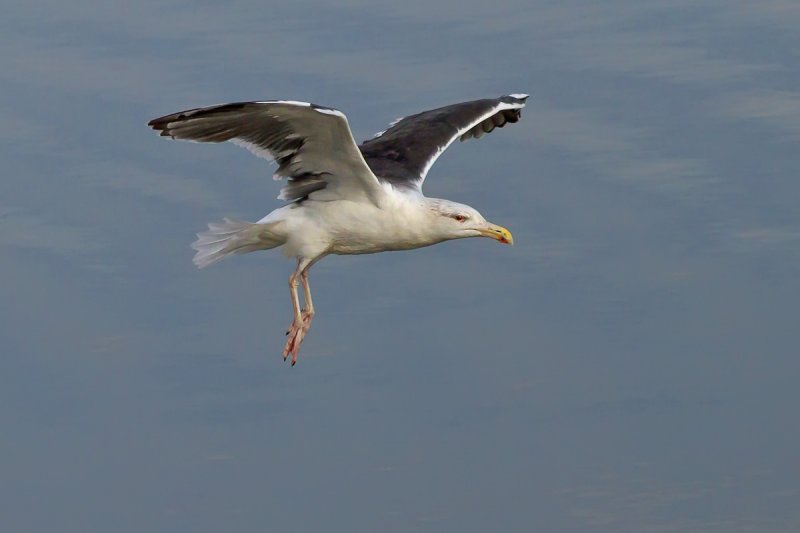 Herring Gull