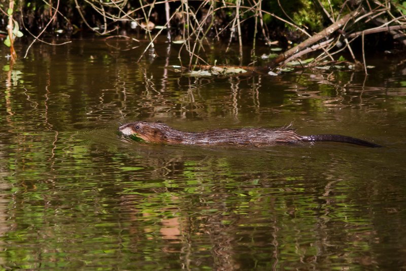 River Otter