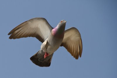 Flying pigeon