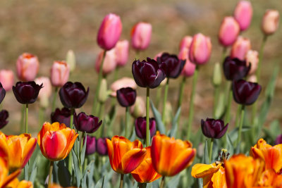 Tulips at Airlie Gardens