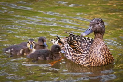 Mother Duck and Family