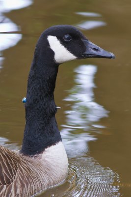 Canada Goose that's been 'Nail Gunned'