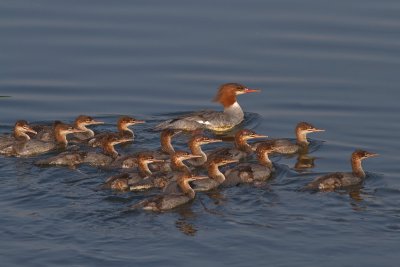 Female Merganser with Young