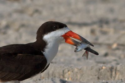 Black Skimmer with Meal