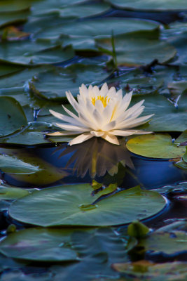Water Lily at Lake Waccamaw