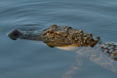 Alligator at Greenfield Lake