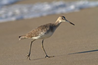 Willet, At Fort Fisher, NC