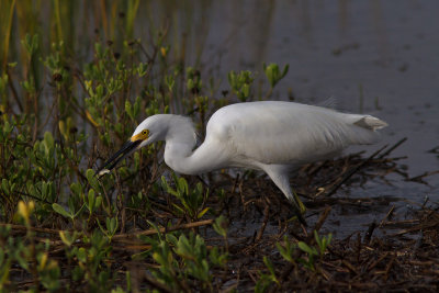 Snowy Egret with dinner