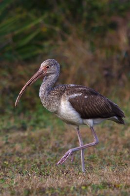 Ibis at Fort Fisher