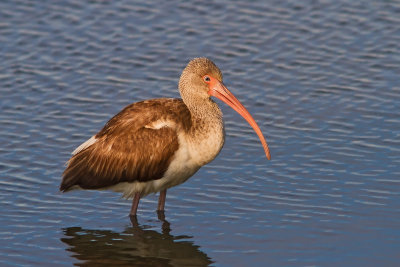 Ibis at Fort Fisher