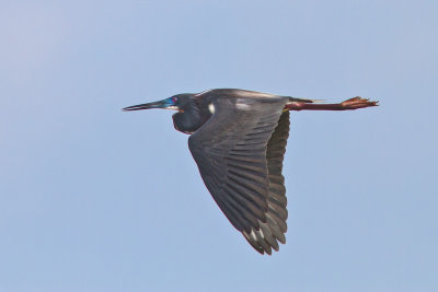Tri-Colored Heron in-flight
