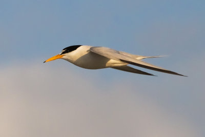 Least Tern in Flight
