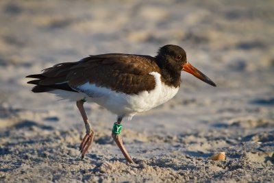 Tagged Oyster Catcher